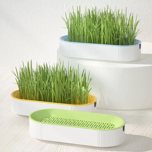 Grass Box (5 pieces of seed)