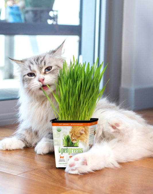 Cat Grass (seed and soil)